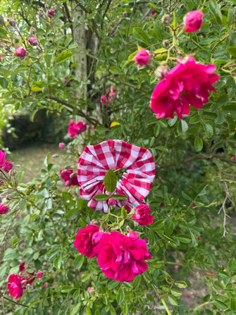 CHOUCHOU PÉNÉLOPE